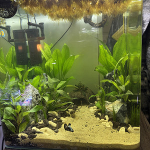 Publication de MamZ-L94