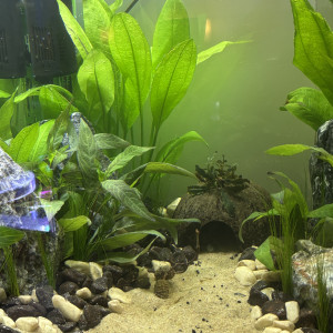 Publication de MamZ-L94