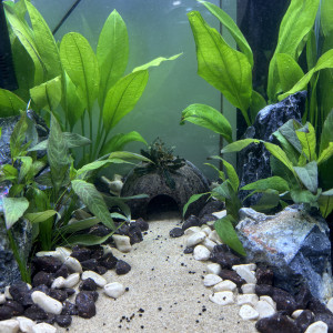 Publication de MamZ-L94