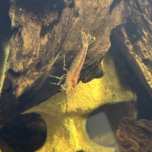 Publication de MamZ-L94