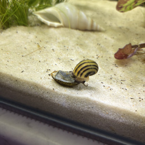 Publication de MamZ-L94