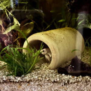 Publication de MamZ-L94