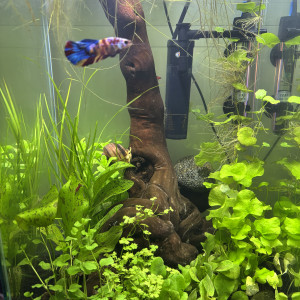 Publication de MamZ-L94