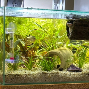 Publication de MamZ-L94