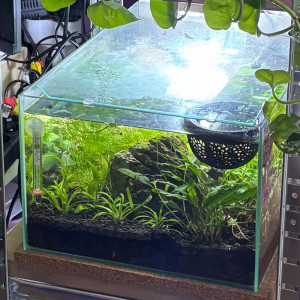 ZOLUX betta rek 24 Onyx