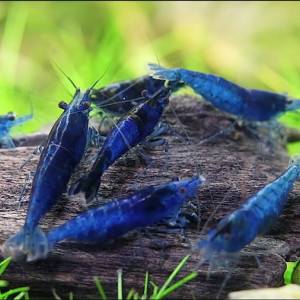néocaridina blue velvet