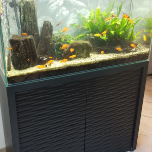 Superbe aquarium complet 240 litres avec meuble, décor, accessoires et poissons