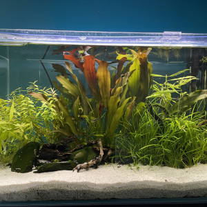 Publication de Molac