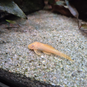 Ancistrus sexé noir ou gold