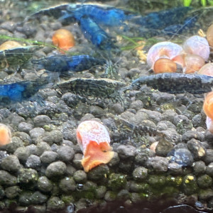 Crevette déclassées