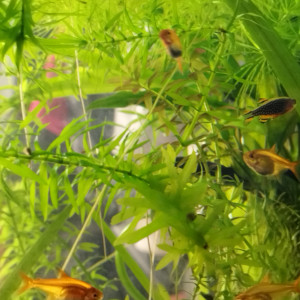 Publication de Orion07