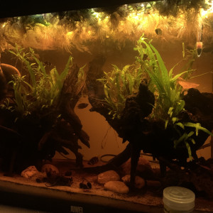 Publication de luciol3