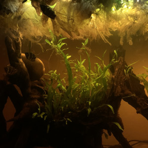 Publication de luciol3