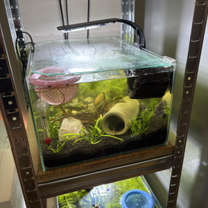 Publication de MamZ-L94