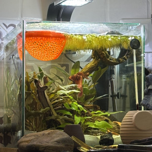 Publication de MamZ-L94