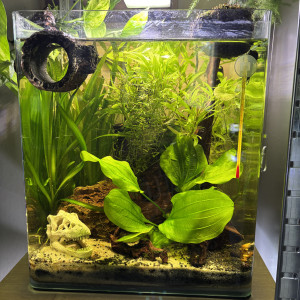 Publication de MamZ-L94