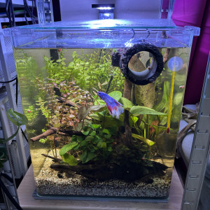 Publication de MamZ-L94