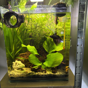 Nano cube Dennerle 30 Bernard betta crowntail black orchid