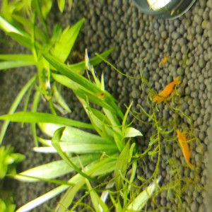 Crevettes Orange Sakura