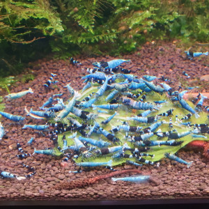 Publication de Dji85