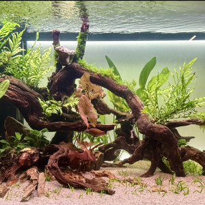 Publication de CanonA1