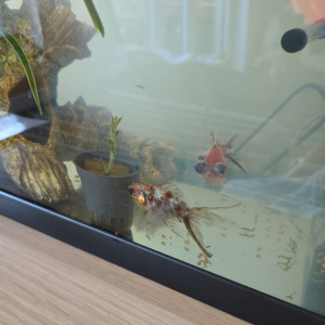 Publication de Laurettepascal