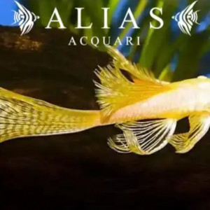 Recherche ancistrus gold long fin l144