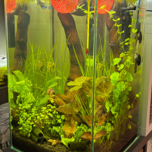 Publication de MamZ-L94