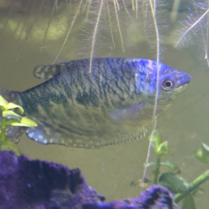 Couple Gourami
