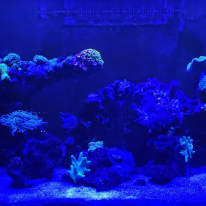 Publication de Leocat