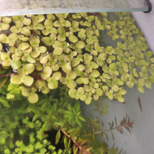 Grande lentille, Spirodela polyrhiza,  Hydrocoltyle Tripzrtitia