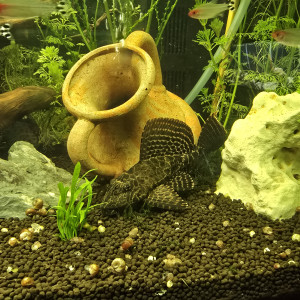 Échange pleco