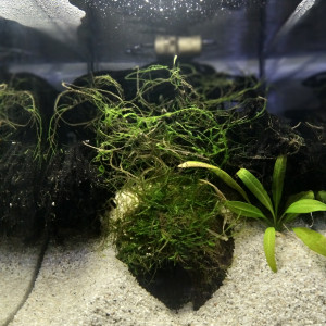 234 01 Couple Reproducteur Fundulopanchax scheeli