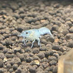 Écrevisses cherax quadricarinatus juvénile