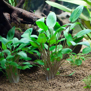 Cryptocoryne wendtii var 'green'