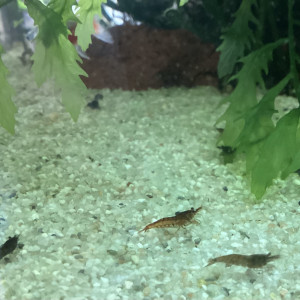 Donne crevettes couleurs diverses