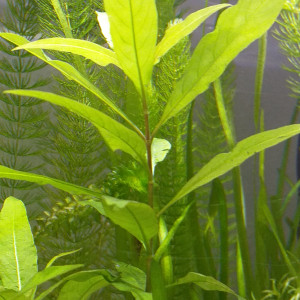 Plante Hygrophila polysperma.