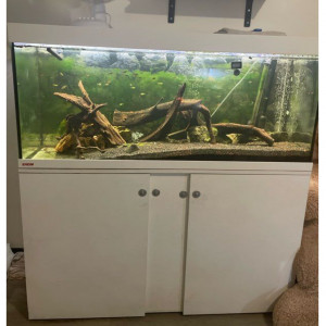 Aquarium complet avec meuble et vivants