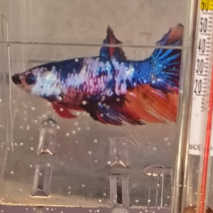 Publication de Laetitia41800