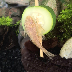 Publication de StephL