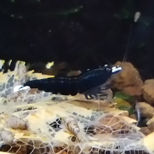 Publication de Olivier1977