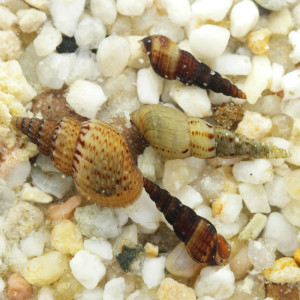 Escargot mélanoïde aquarium