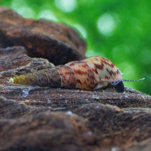Escargot d'aquarium mélanoïde escargot eau froide