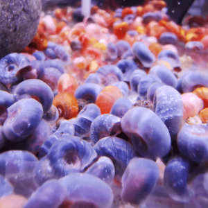 Escargot planorbe pour aquarium