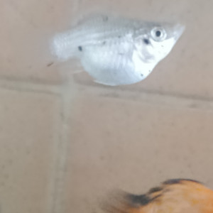 Publication de Cass211