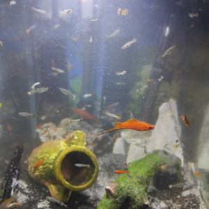 Guppy, xipho et ancistrus