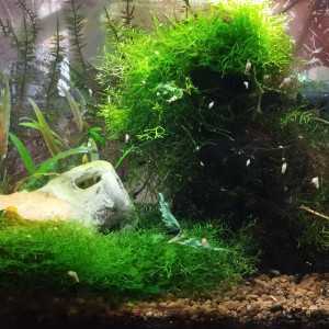 Publication de Olivier1977