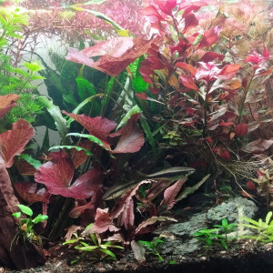 Aquarium aquatlantis 180 litres