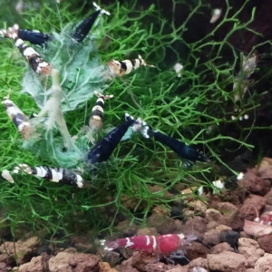 Publication de Olivier1977