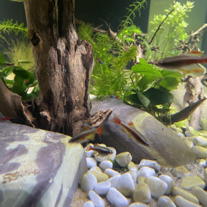 Publication de Scylla_59